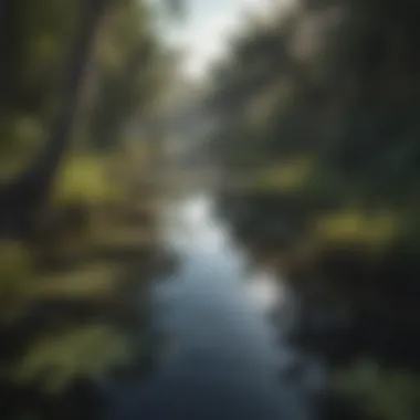 The diverse ecosystems of the Everglades, displaying lush wetlands and wildlife.