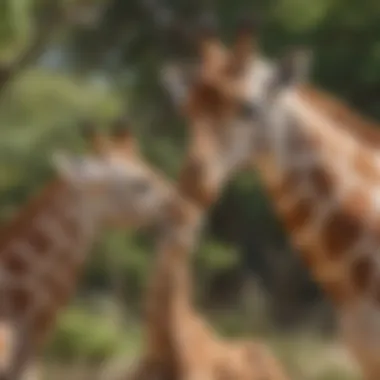 Giraffe mother nurturing her calf in a lush habitat