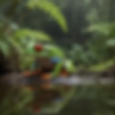 A serene rainforest setting highlighting the natural habitat of red-eyed tree frogs.