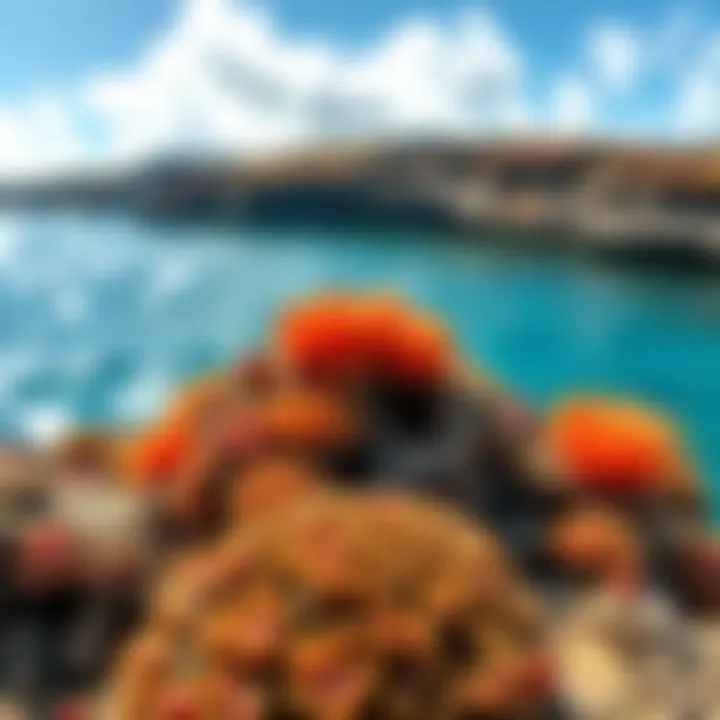 The vibrant coral reefs and marine life of Molokini Crater