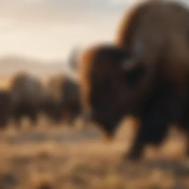 Majestic Plains Guardians Bison grazing on the prairie