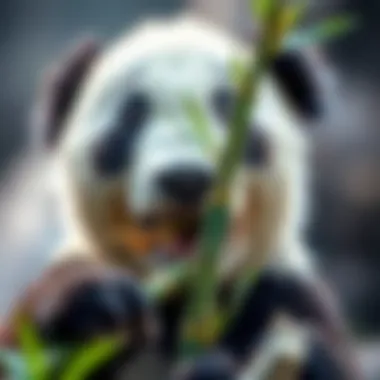 Panda Enjoying Bamboo Close-up of a panda bear munching on bamboo shoots
