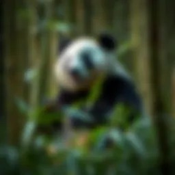 A panda bear in its natural habitat, surrounded by bamboo trees