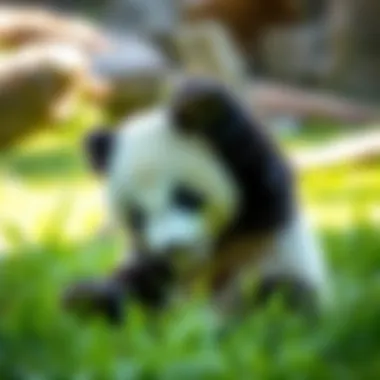 A young panda bear playing in a grassy area