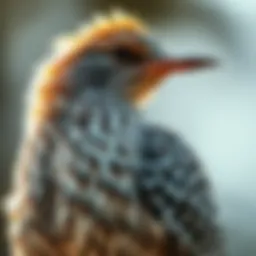 A close-up view of a mockingbird showcasing its intricate feather patterns.