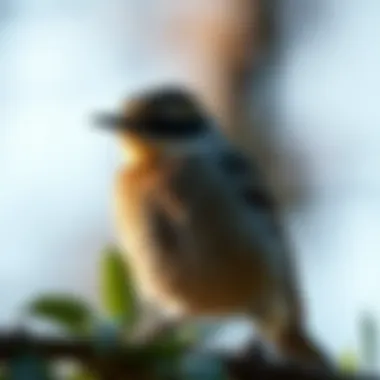 An illustration of the mockingbird's unique coloration, highlighting its distinguishing features.
