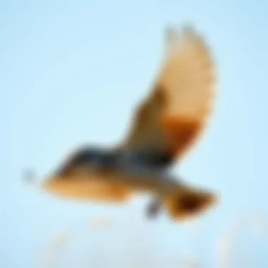 A mockingbird in flight, capturing its physical grace and wing structure.