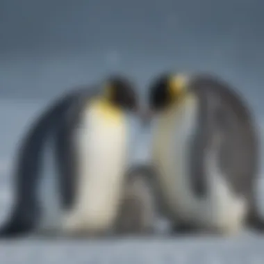 Emperor Penguins: Masters of Survival Emperor penguins huddling together in the snow