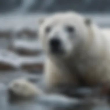 Diverse wildlife including seals and polar bears in their natural habitat