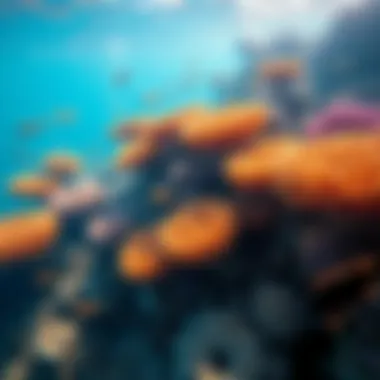 Colorful coral reefs teeming with marine life