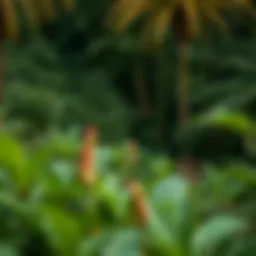 Lush landscape of Kauai with diverse plant life