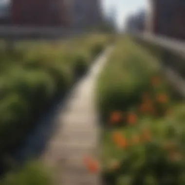 The vibrant flora of the High Line, featuring native plants and flowers.