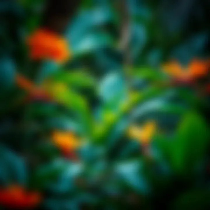 A diverse array of tropical flora in a rainforest.