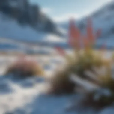 Vibrant Arctic flora amidst snow-covered ground
