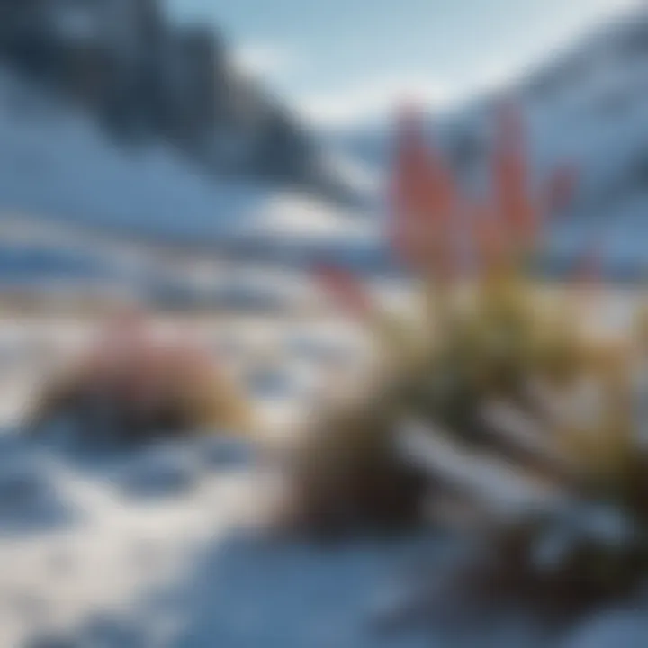Vibrant Arctic flora amidst snow-covered ground