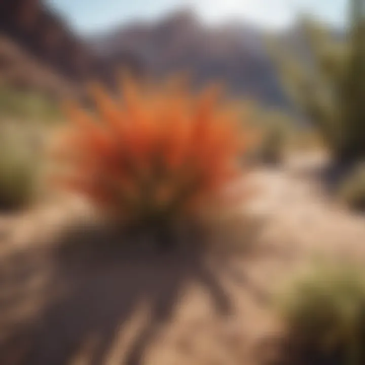 A close-up of unique desert flora representing Utah's diverse ecosystems