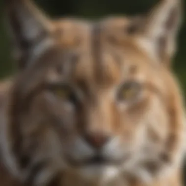 A close-up portrait of a bobcat, highlighting its distinctive tufted ears and sharp gaze.