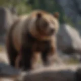 A majestic brown bear standing on a rocky ledge
