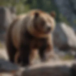 A majestic brown bear standing on a rocky ledge
