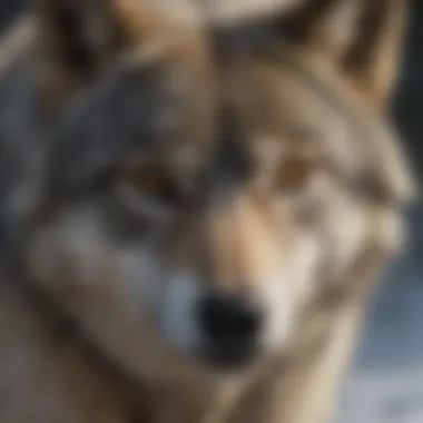 The Intense Gaze of a Gray Wolf A close-up view of a gray wolf's intense gaze