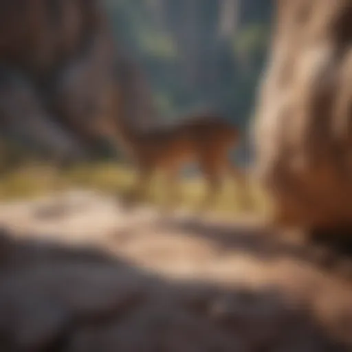 Ancient rock art depicting wildlife
