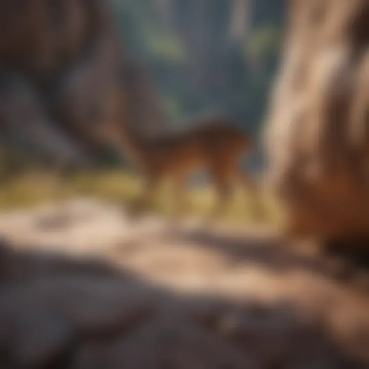 Ancient rock art depicting wildlife
