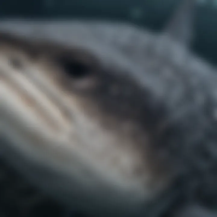 The Unique Patterns of Whale Sharks Close-up of a whale shark's unique spot pattern