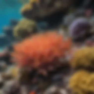 Colorful coral reefs and diverse marine life in the waters surrounding the US Virgin Islands