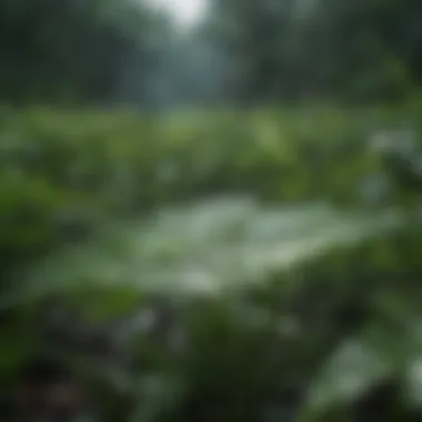 Rain droplets falling on lush green vegetation