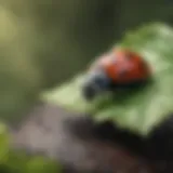 Live Ladybug Crawling on a Leaf