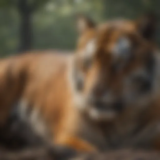 Majestic Tiger in Indian Wilderness