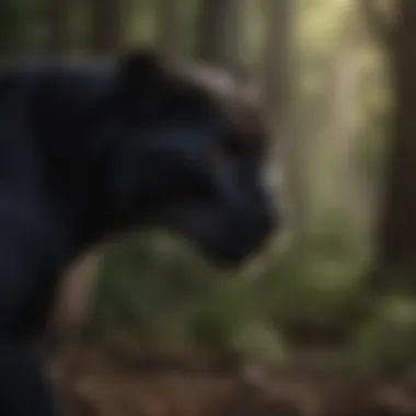 Sleek Black Panther Camouflaged in Shadows