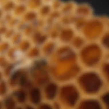 Detailed view of honeycomb structure filled with golden honey