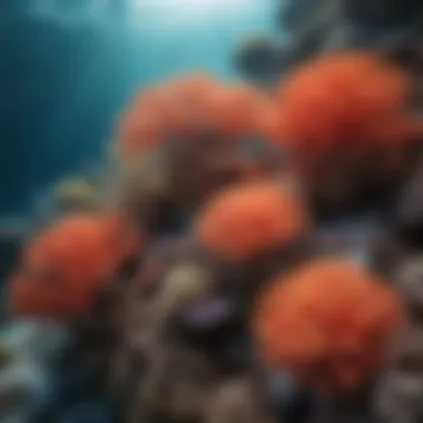 Vibrant Coral Reefs in the Crystal Clear Waters Exquisite Coral Reefs of US Virgin Islands