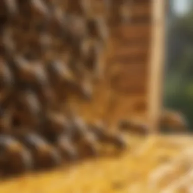 Inside a Bee Hive A close-up of bees working together in their hive