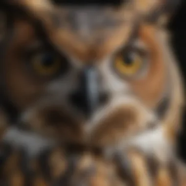 Stunning Details of Great Horned Owl Close-up of Great Horned Owl's striking eyes and feathers