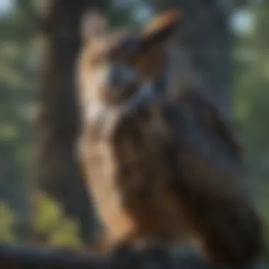 Majestic Great Horned Owl Great Horned Owl perched majestically on a branch