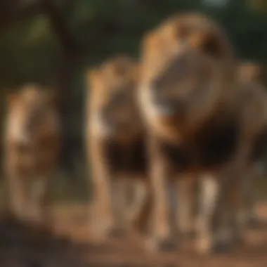 Social Dynamics within a Lion Pride A lion pride interacting in their habitat