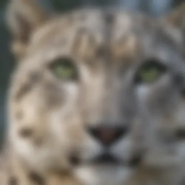 Close-up of a snow leopard's striking green eyes, showcasing its keen hunting instincts.