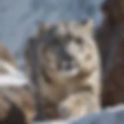 A snow leopard gracefully navigating rocky terrain in its natural habitat.