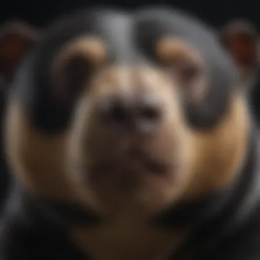 Close-up of a sun bear's face displaying its distinct facial markings and small size.