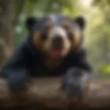 A sun bear resting in a tree, showcasing its unique fur and elongated tongue.