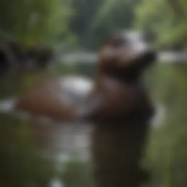 A striking platypus swimming gracefully in a serene Australian river.