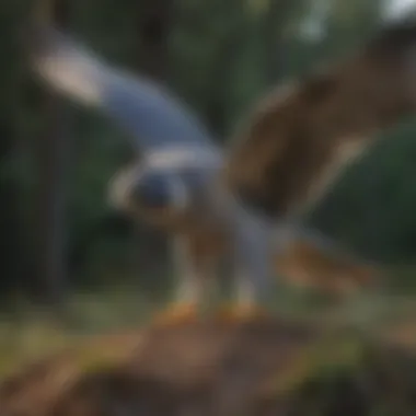 Peregrine Falcon Hunting with Precision