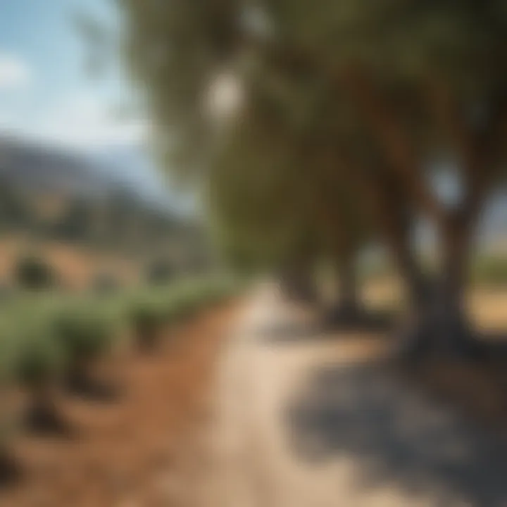 An enchanting landscape of the Greek countryside with olive trees and picturesque hills