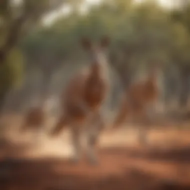 Kangaroos hopping in the Australian Outback