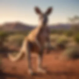 A kangaroo hopping through the Australian outback