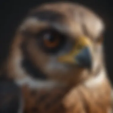 A close-up of a falcon's striking eyes and sharp beak.