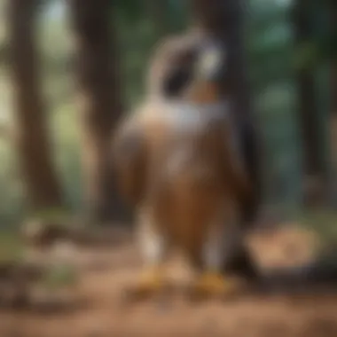 Diverse Species of Falcons A beautiful illustration showing different species of falcons in various environments.