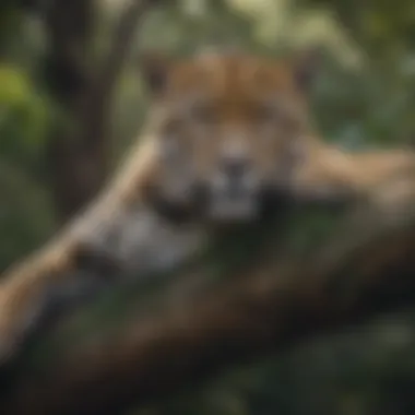 A jaguar resting on a tree branch, showcasing its natural habitat